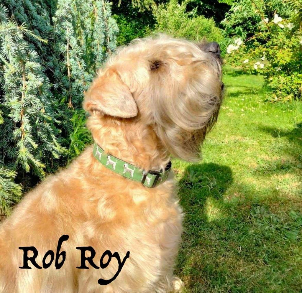 CH. Rob-roy des Varennes Mystiques