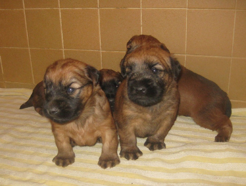 chiot Irish Soft Coated Wheaten Terrier des Varennes Mystiques