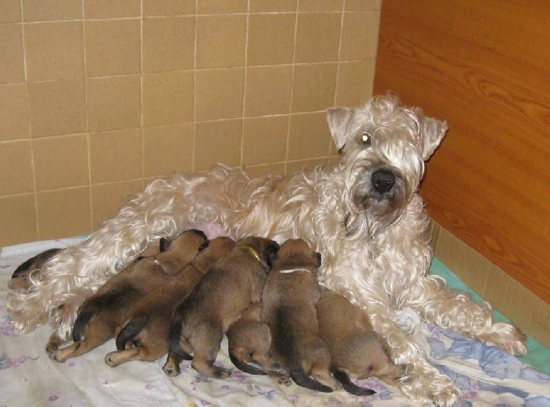 des Varennes Mystiques - Irish Soft Coated Wheaten Terrier - Portée née le 06/03/2014