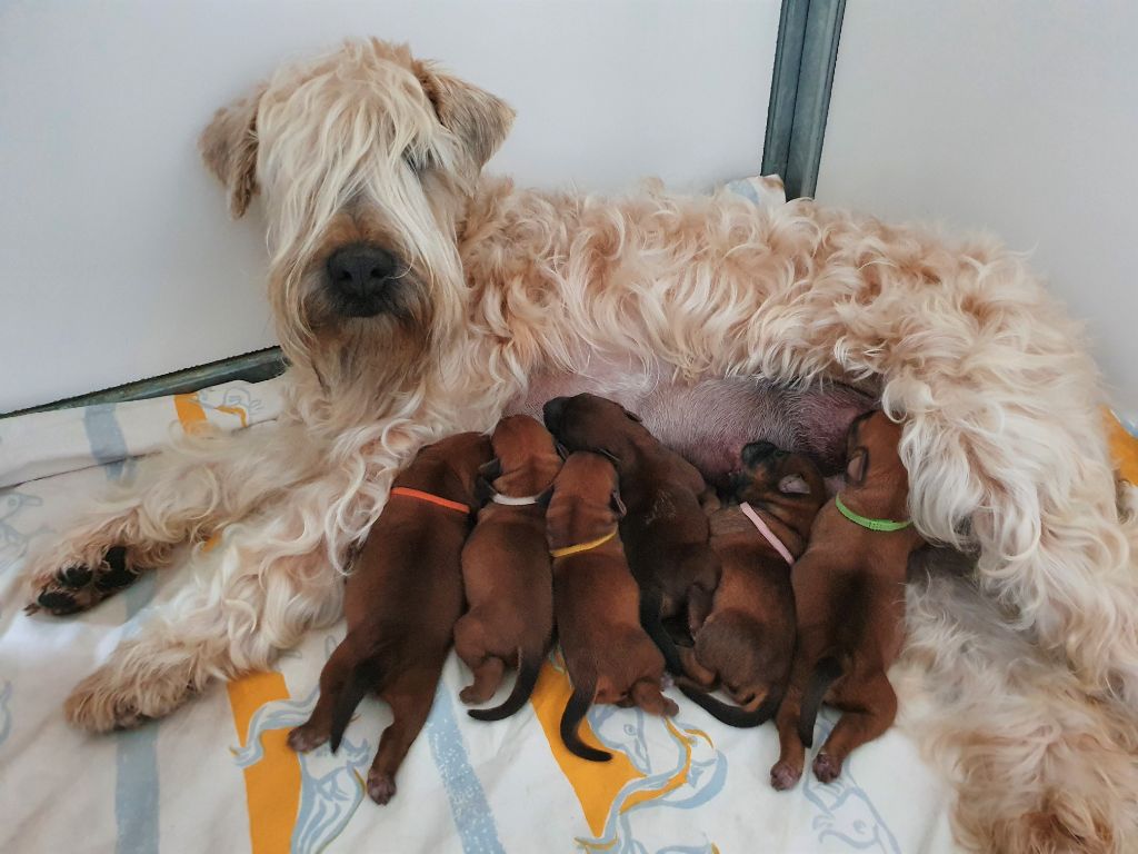 chiot Irish Soft Coated Wheaten Terrier des Varennes Mystiques