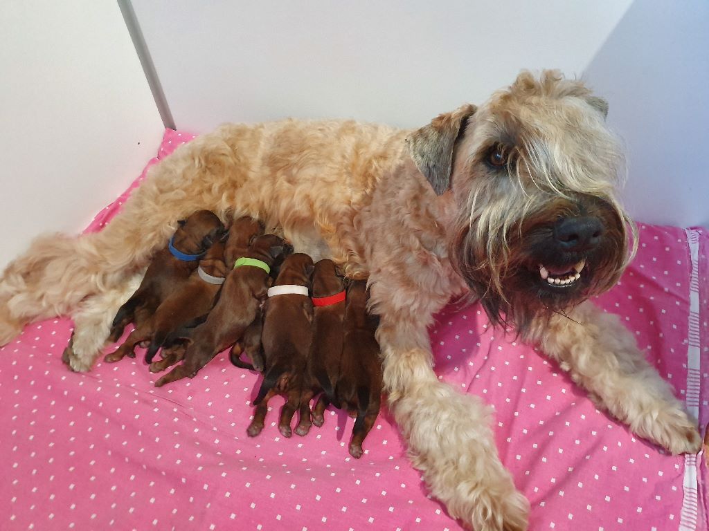 chiot Irish Soft Coated Wheaten Terrier des Varennes Mystiques