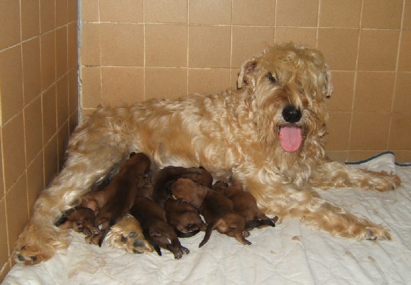 des Varennes Mystiques - Irish Soft Coated Wheaten Terrier - Portée née le 05/09/2007