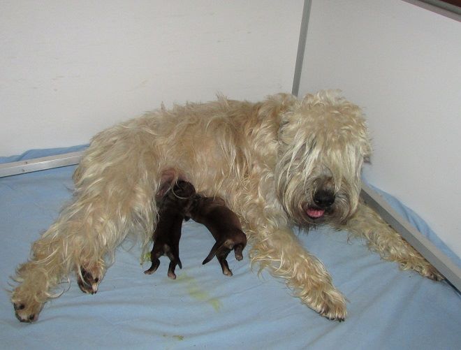 chiot Irish Soft Coated Wheaten Terrier des Varennes Mystiques