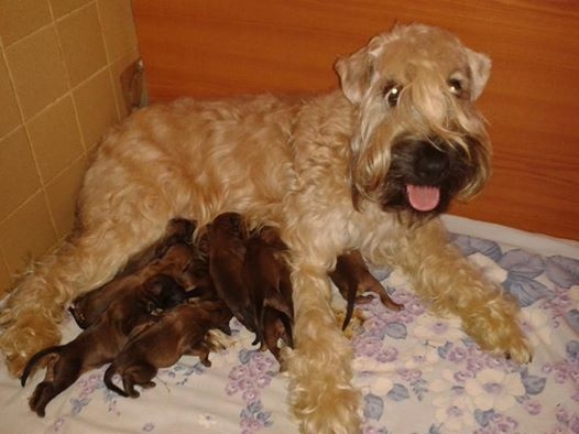 chiot Irish Soft Coated Wheaten Terrier des Varennes Mystiques