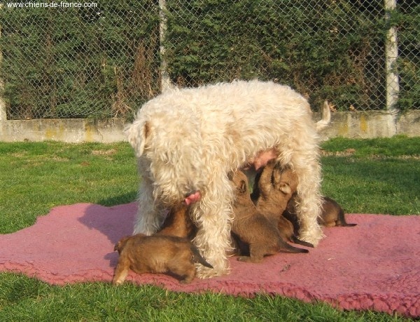 chiot Irish Soft Coated Wheaten Terrier des Varennes Mystiques