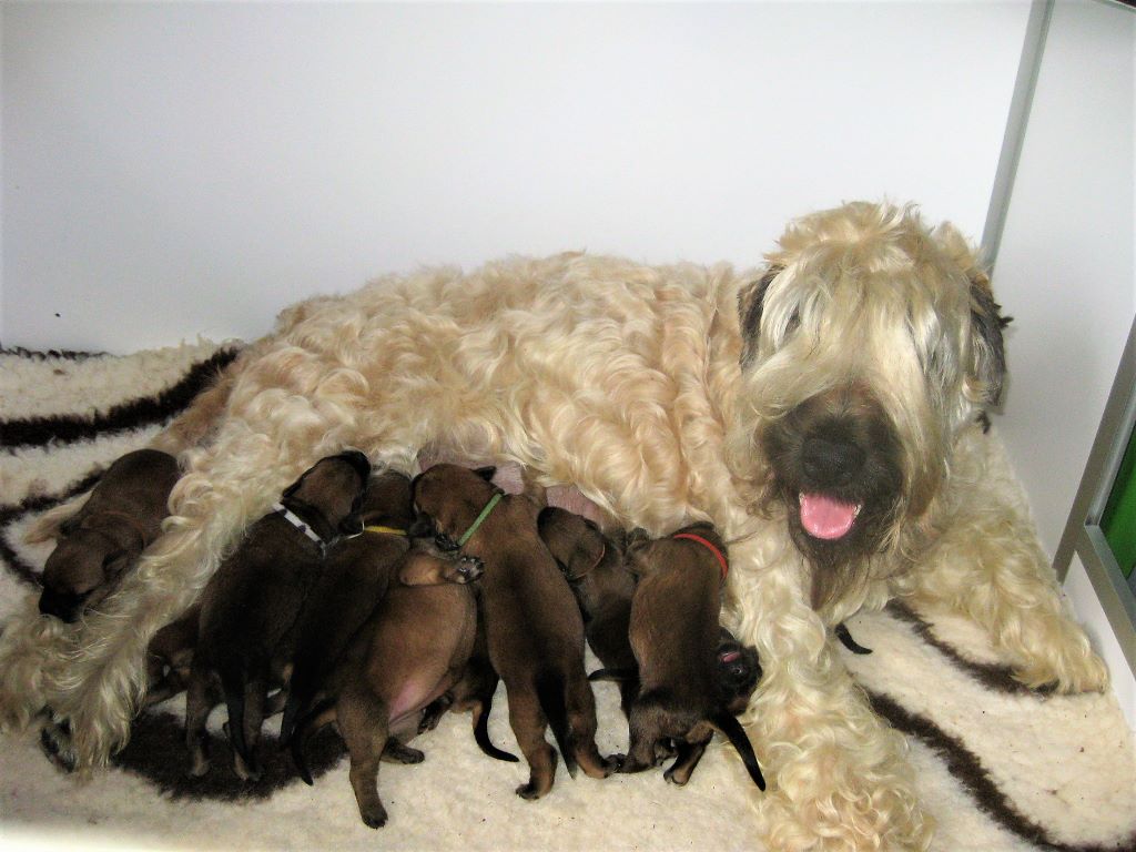 des Varennes Mystiques - Irish Soft Coated Wheaten Terrier - Portée née le 29/05/2018