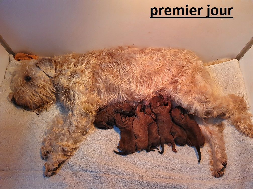 chiot Irish Soft Coated Wheaten Terrier des Varennes Mystiques