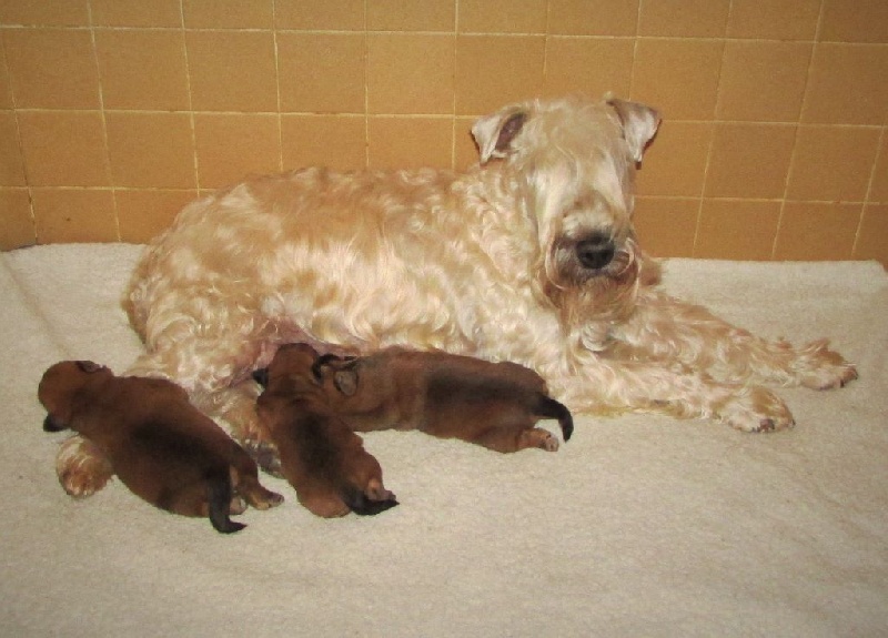 des Varennes Mystiques - Irish Soft Coated Wheaten Terrier - Portée née le 08/11/2015