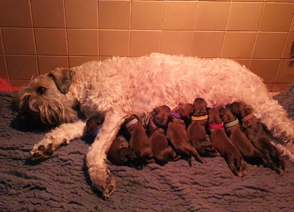 chiot Irish Soft Coated Wheaten Terrier des Varennes Mystiques