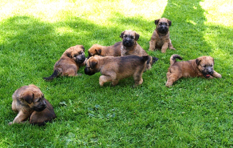 des Varennes Mystiques - Irish Soft Coated Wheaten Terrier - Portée née le 08/05/2011