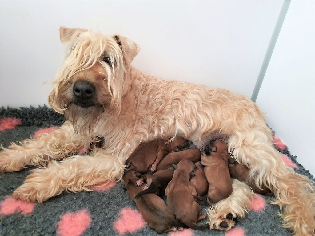 des Varennes Mystiques - Irish Soft Coated Wheaten Terrier - Portée née le 14/06/2019