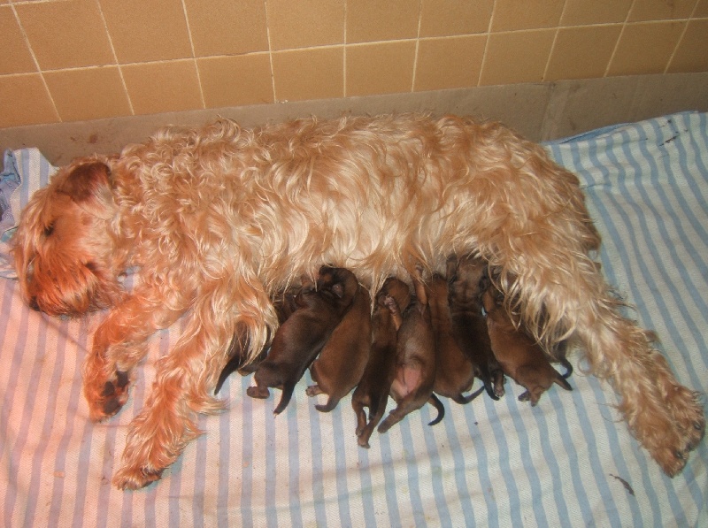 des Varennes Mystiques - Irish Soft Coated Wheaten Terrier - Portée née le 09/03/2006