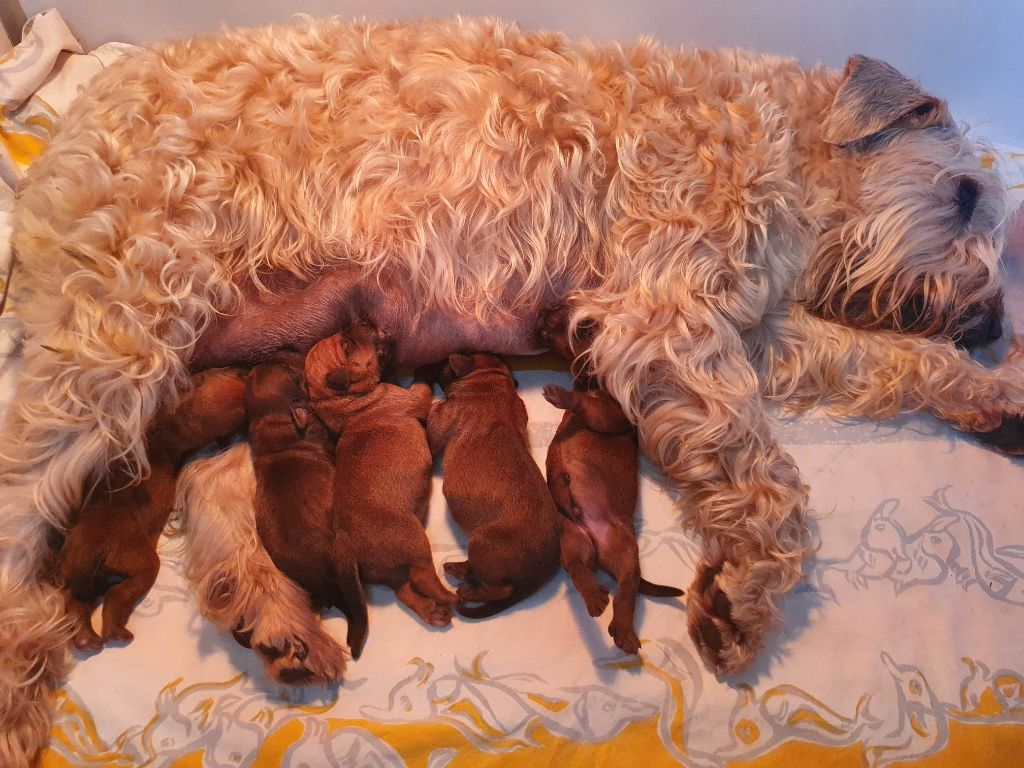 chiot Irish Soft Coated Wheaten Terrier des Varennes Mystiques