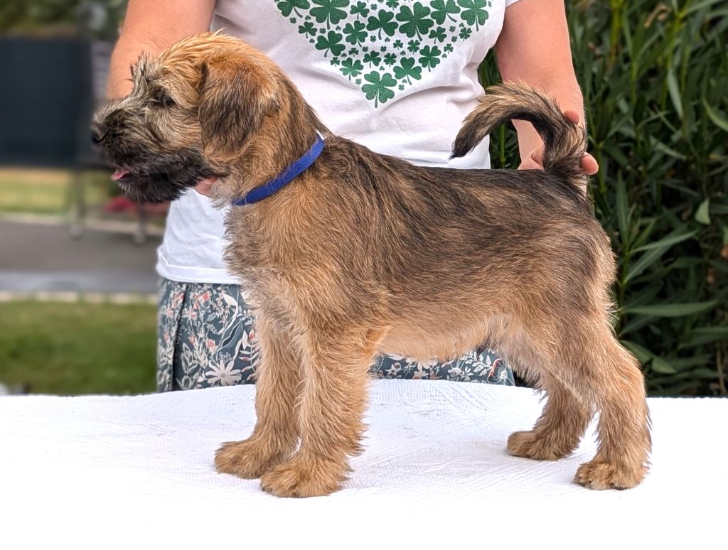 des Varennes Mystiques - Chiot disponible  - Irish Soft Coated Wheaten Terrier