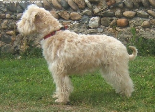 chiot Irish Soft Coated Wheaten Terrier des Varennes Mystiques