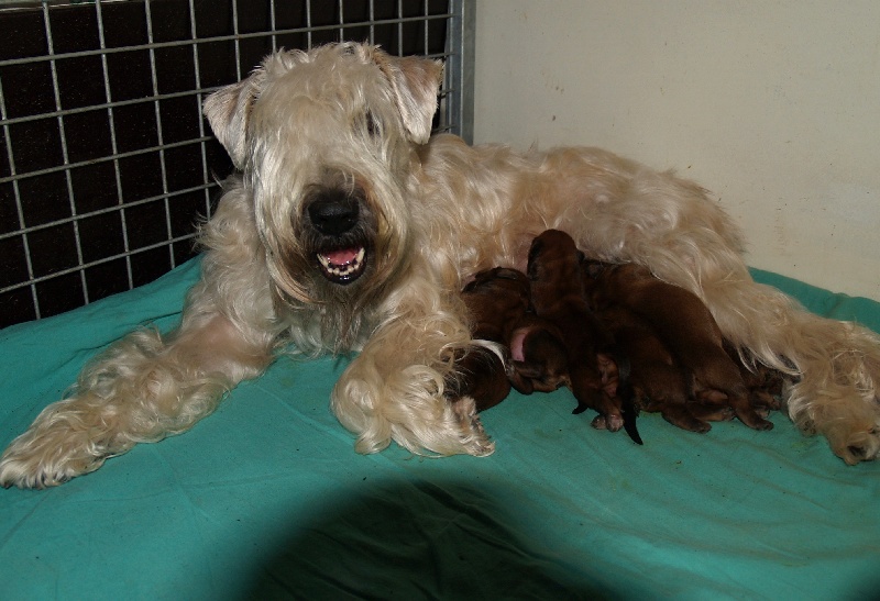 chiot Irish Soft Coated Wheaten Terrier des Varennes Mystiques