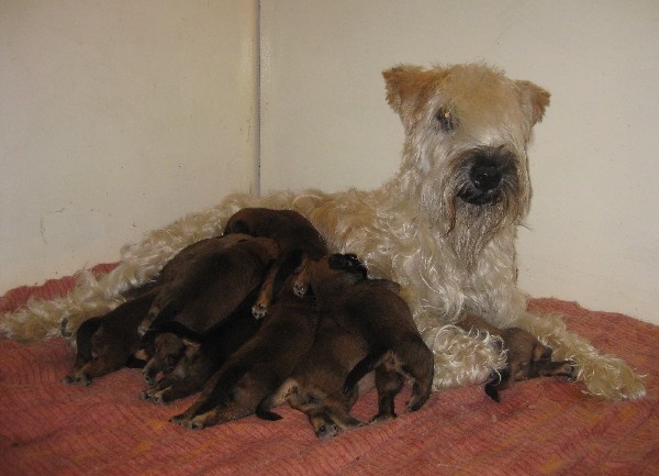 des Varennes Mystiques - Irish Soft Coated Wheaten Terrier - Portée née le 12/08/2009