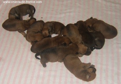 chiot Irish Soft Coated Wheaten Terrier des Varennes Mystiques