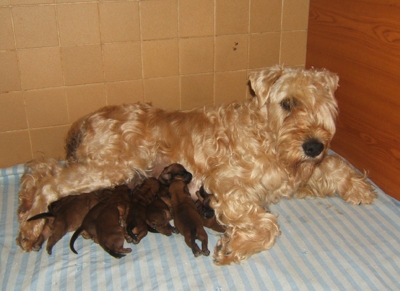 chiot Irish Soft Coated Wheaten Terrier des Varennes Mystiques