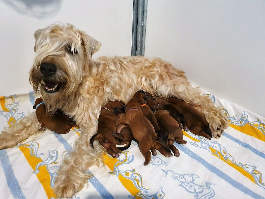 des Varennes Mystiques - Irish Soft Coated Wheaten Terrier - Portée née le 30/06/2019