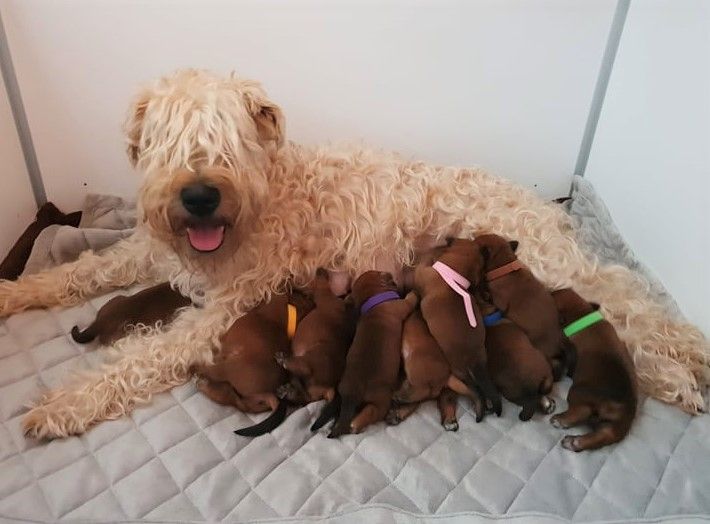 des Varennes Mystiques - Irish Soft Coated Wheaten Terrier - Portée née le 30/06/2021