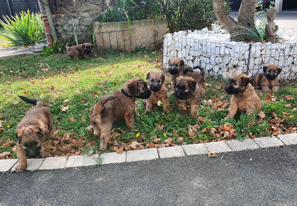 chiot Irish Soft Coated Wheaten Terrier des Varennes Mystiques