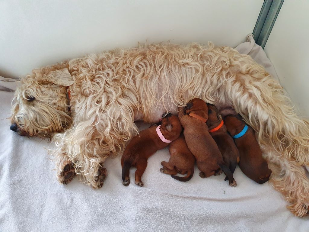 chiot Irish Soft Coated Wheaten Terrier des Varennes Mystiques