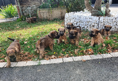 des Varennes Mystiques - Irish Soft Coated Wheaten Terrier - Portée née le 20/08/2023