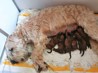 des Varennes Mystiques - Irish Soft Coated Wheaten Terrier - Portée née le 20/10/2022