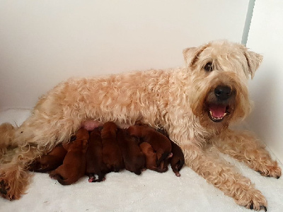 des Varennes Mystiques - Irish Soft Coated Wheaten Terrier - Portée née le 24/09/2023