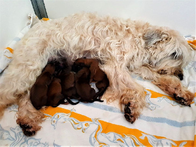 des Varennes Mystiques - Irish Soft Coated Wheaten Terrier - Portée née le 09/04/2022