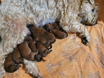 des Varennes Mystiques - Irish Soft Coated Wheaten Terrier - Portée née le 22/03/2022