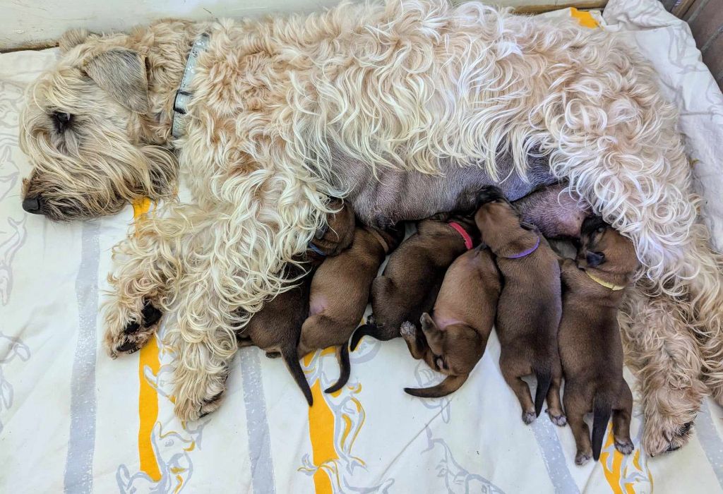 chiot Irish Soft Coated Wheaten Terrier des Varennes Mystiques