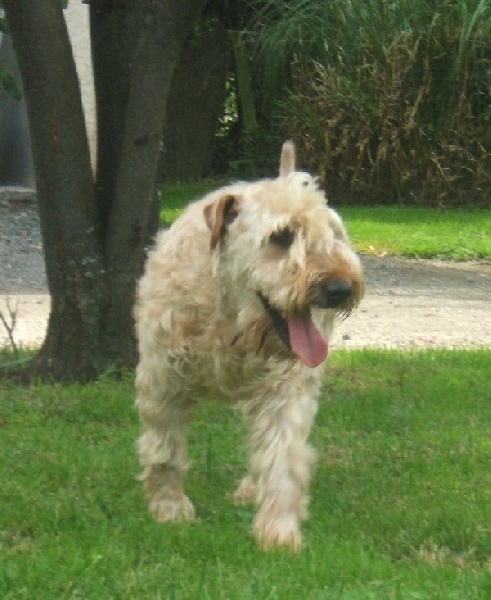 chiot Irish Soft Coated Wheaten Terrier des Varennes Mystiques