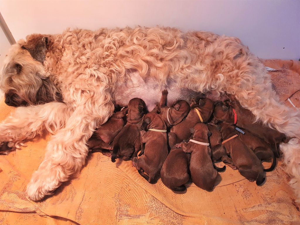 chiot Irish Soft Coated Wheaten Terrier des Varennes Mystiques