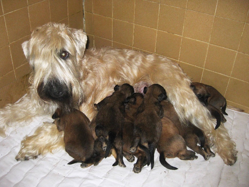 des Varennes Mystiques - Irish Soft Coated Wheaten Terrier - Portée née le 29/11/2013