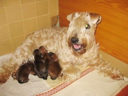 des Varennes Mystiques - Irish Soft Coated Wheaten Terrier - Portée née le 20/03/2015