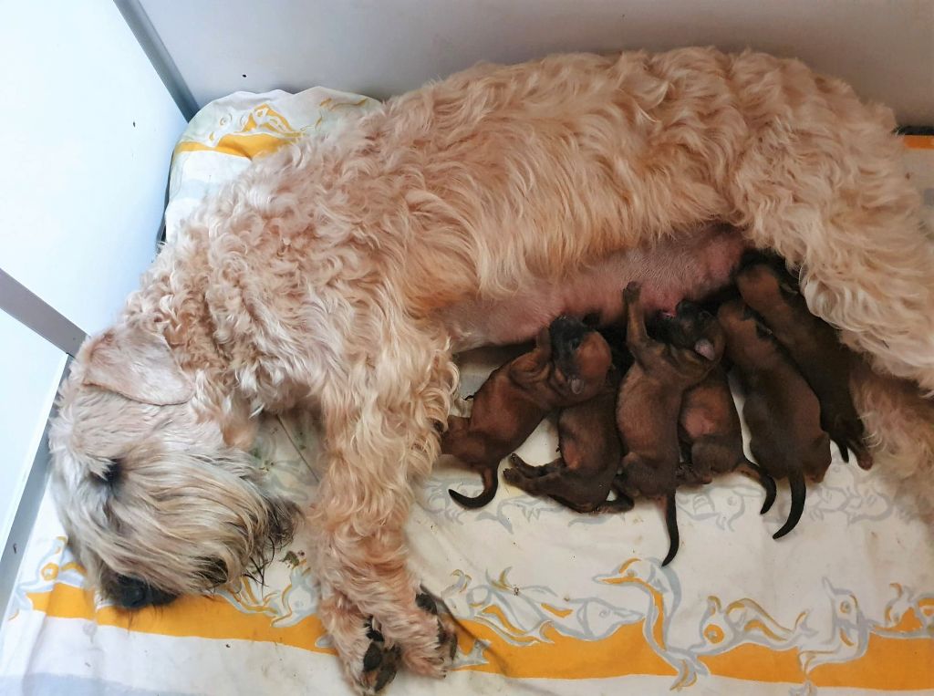 chiot Irish Soft Coated Wheaten Terrier des Varennes Mystiques