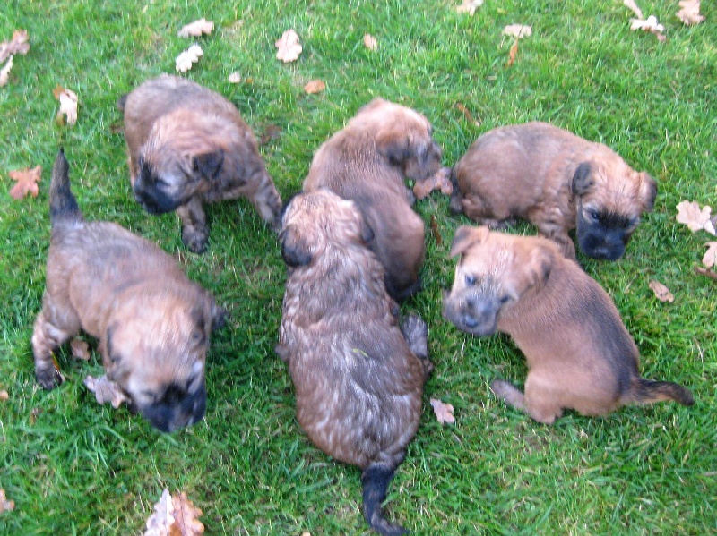 chiot Irish Soft Coated Wheaten Terrier des Varennes Mystiques