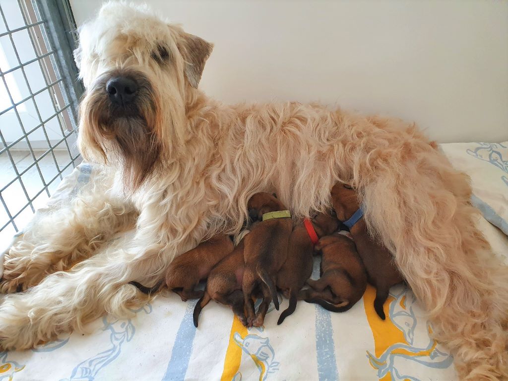 chiot Irish Soft Coated Wheaten Terrier des Varennes Mystiques