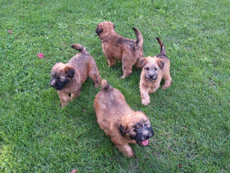 des Varennes Mystiques - Irish Soft Coated Wheaten Terrier - Portée née le 07/06/2011