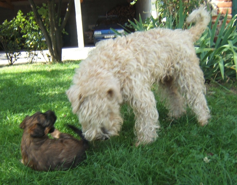 des Varennes Mystiques - Irish Soft Coated Wheaten Terrier - Portée née le 10/07/2006