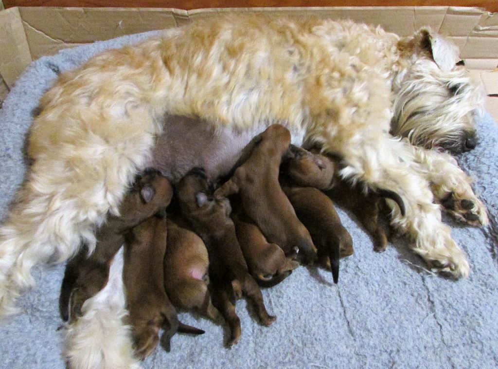 des Varennes Mystiques - Irish Soft Coated Wheaten Terrier - Portée née le 13/08/2017