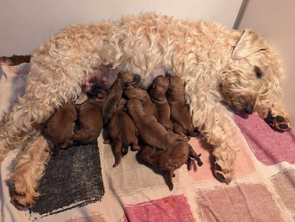 chiot Irish Soft Coated Wheaten Terrier des Varennes Mystiques