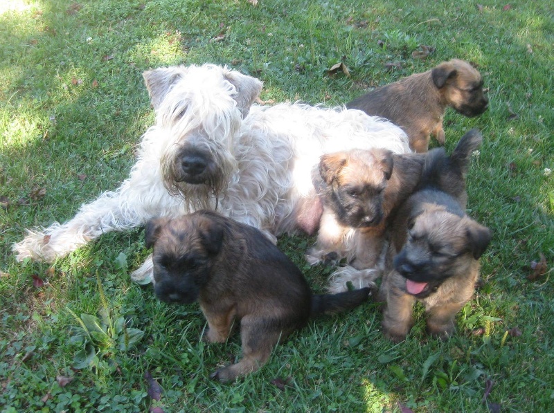 des Varennes Mystiques - Irish Soft Coated Wheaten Terrier - Portée née le 28/06/2013