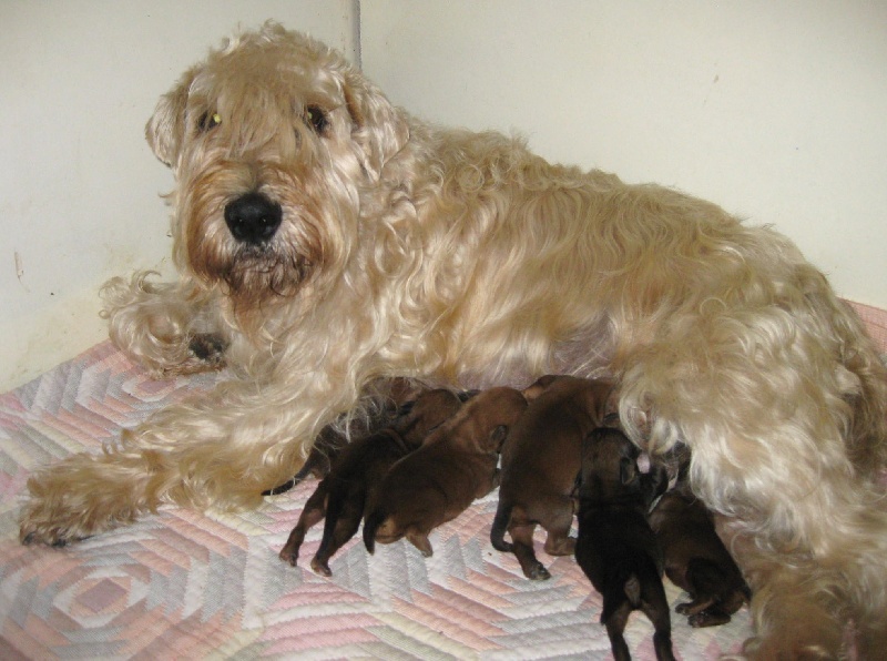 des Varennes Mystiques - Irish Soft Coated Wheaten Terrier - Portée née le 02/12/2011