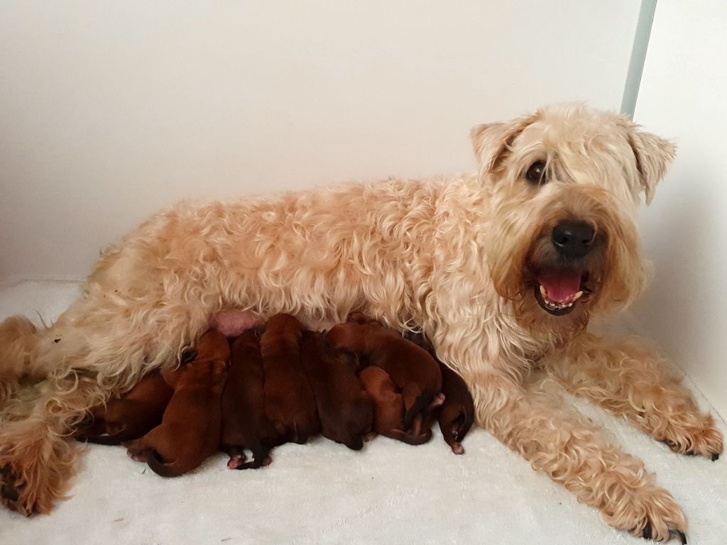 chiot Irish Soft Coated Wheaten Terrier des Varennes Mystiques