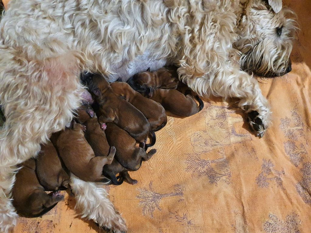 chiot Irish Soft Coated Wheaten Terrier des Varennes Mystiques