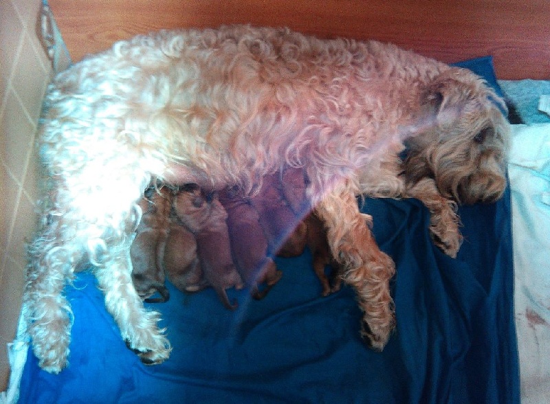 des Varennes Mystiques - Irish Soft Coated Wheaten Terrier - Portée née le 27/02/2016