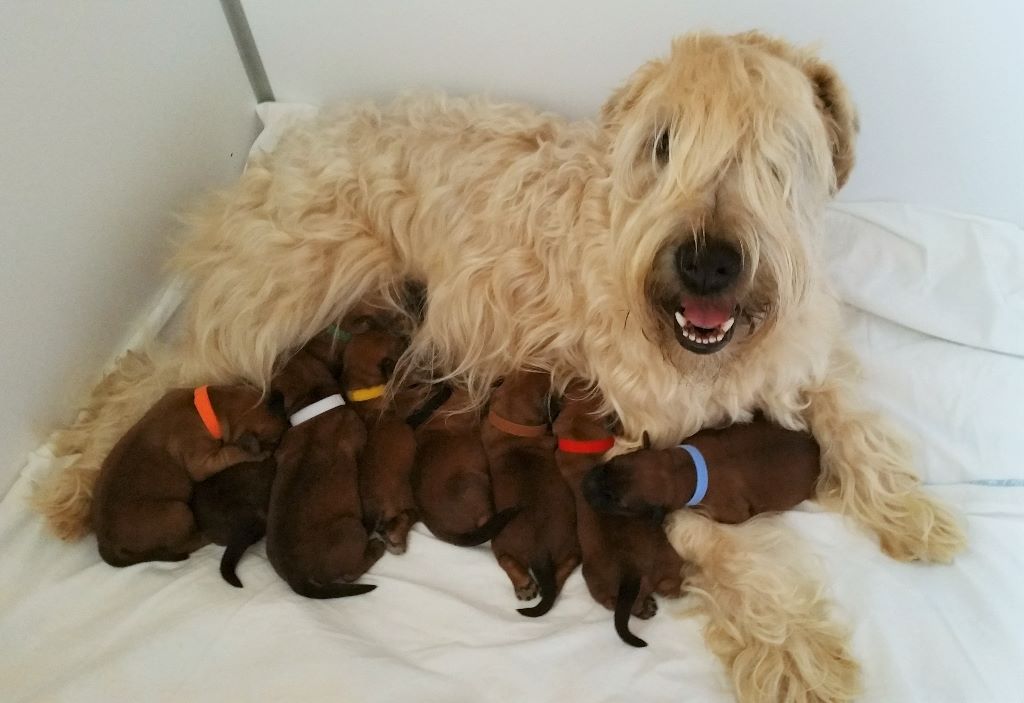 des Varennes Mystiques - Irish Soft Coated Wheaten Terrier - Portée née le 18/05/2018